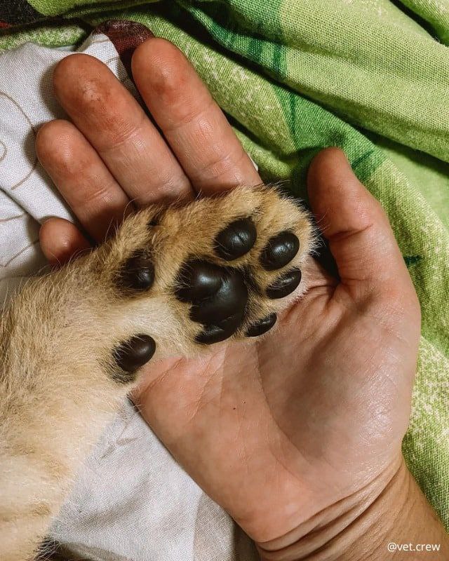 Четырех спасенных из Украины львят перевезли в заповедник США: невероятные фото малышей